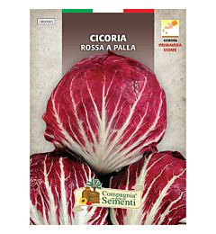 CICORIA ROSSA A PALLAOrganica