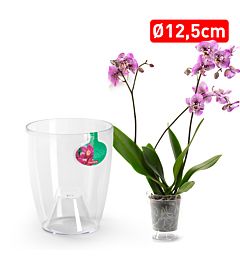 VASO ORCHID