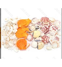 Conchiglie Decorative Miste - 4/8cmNobleza