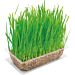Cat Gras – Pregiata Miscela di Semi - 120gVitakraft