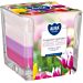 CANDELA TRICOLORE - FRAGRANT GARDEN - 170GAura