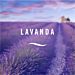 AMBIPUR RICARICA - LAVANDA - 20MLAmbipur