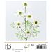 Fiore Artificiale Stelo Margherita Bianco - 75cmGev