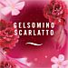 AMBIPUR RICARICA 3VOLUTION - GELSOMINO SCARLATTOAmbipur
