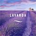 AMBIPUR RICARICA 3VOLUTION - LAVANDAAmbipur