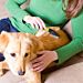 PETTINE ANTIPULCI CON MANICO PER CANI E GATTINobleza