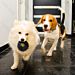 PALLINA RIGIDA SONORA - GIOCO PER CANINobleza