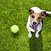 PALLINE SPORTIVE - GIOCO PER CANINobleza
