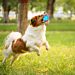 PALLINA CON LUCI LED - GIOCO PER CANINobleza
