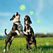 PALLINA CON LUCI LED - GIOCO PER CANINobleza