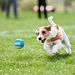 PALLINA DA TENNIS ALTA ELASTICITÀ PER CANI - 4,4CMNobleza