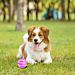PALLINA COSMICA SONORA - GIOCO PER CANINobleza