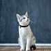 COLLARE ANTIPARASSITARIO PER GATTI - MNobleza