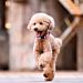 COLLARE ANTIPARASSITARIO PER CANI - SNobleza