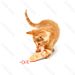 LASER PER GATTI - RICARICABILE - 11CMNobleza