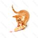 LASER PER GATTI - RICARICABILE - 10,2CMNobleza