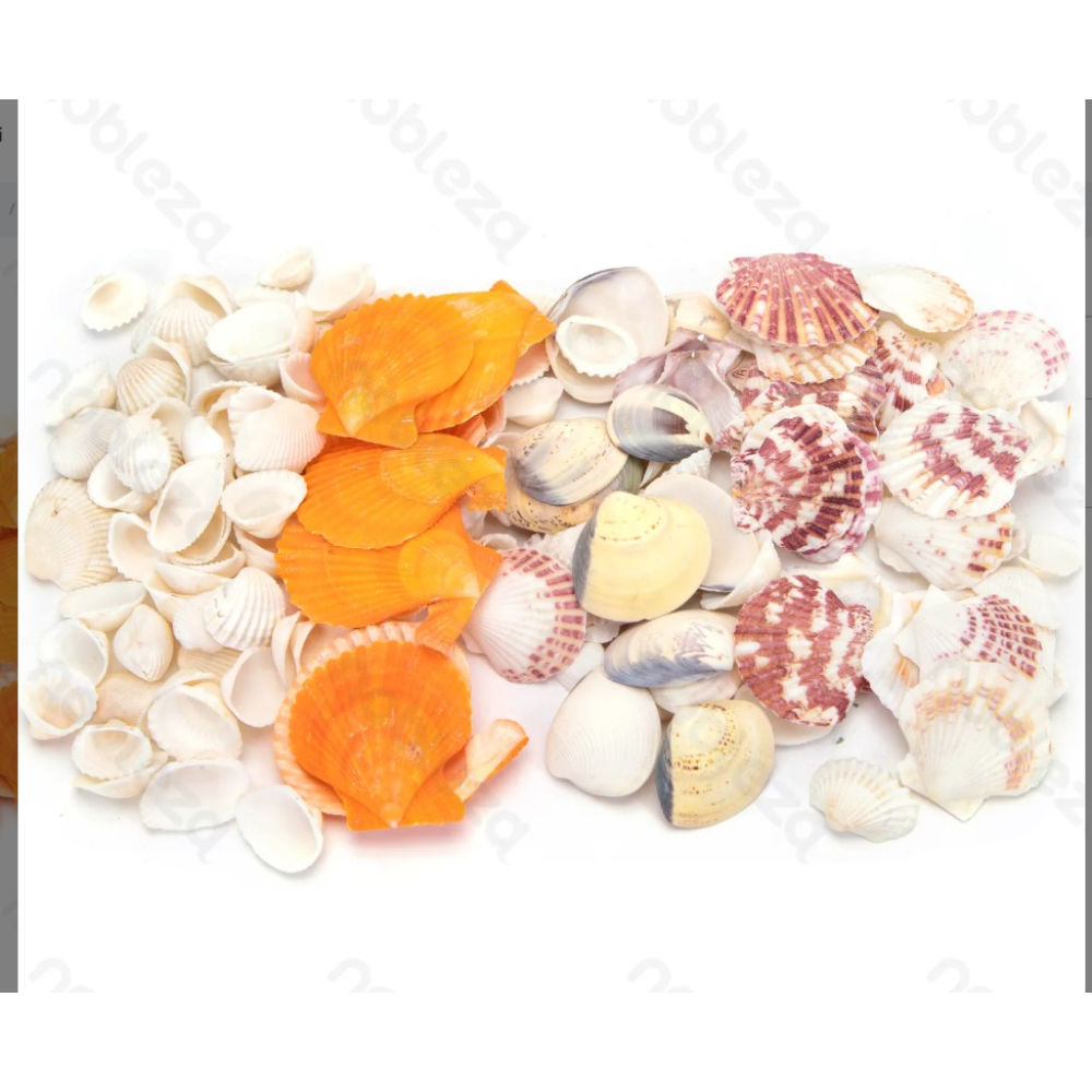 Conchiglie Decorative Miste - 4/8cmNobleza